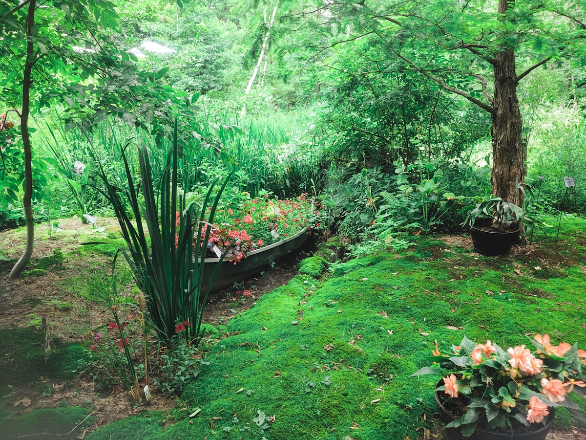 Woodland garden with a canoe planter filled with pink and red flowers, mossy ground, and peach begonias in a nearby pot